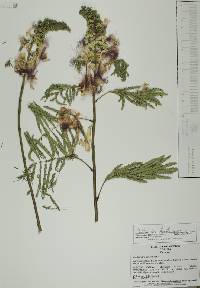 Calliandra houstoniana image