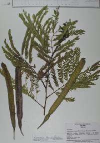 Leucaena leucocephala image