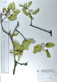Ziziphus mexicana image