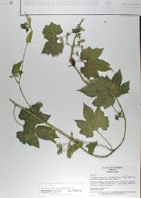 Gronovia scandens image