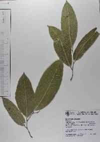 Brosimum alicastrum image