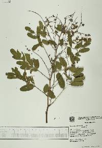 Apoplanesia paniculata image