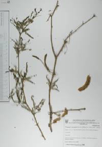 Prosopis laevigata image