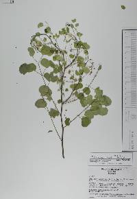 Mimosa rosei image