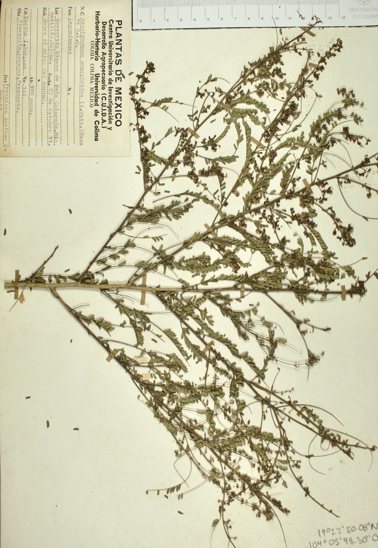 Aeschynomene amorphoides image