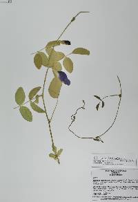 Clitoria ternatea image