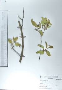 Ziziphus mexicana image