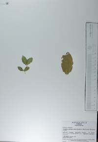 Cobaea scandens image