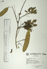 Albizia tomentosa image