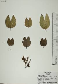 Bauhinia ungulata image