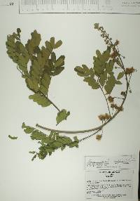 Albizia tomentosa image