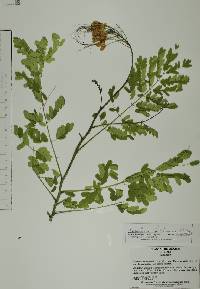 Caesalpinia pulcherrima image