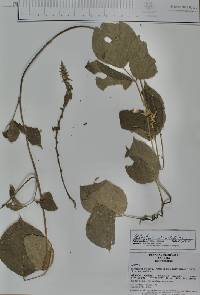 Galactia viridiflora image