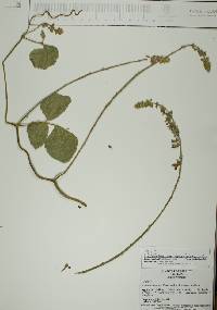 Calopogonium caeruleum image