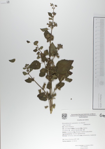 Mesosphaerum suaveolens image