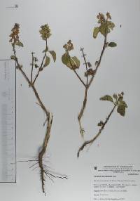 Ocimum micranthum image