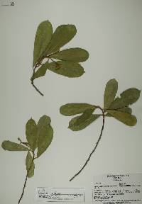 Capparis indica image