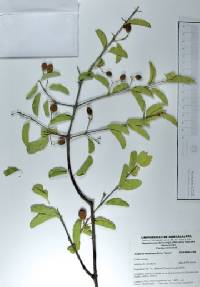 Ziziphus mexicana image
