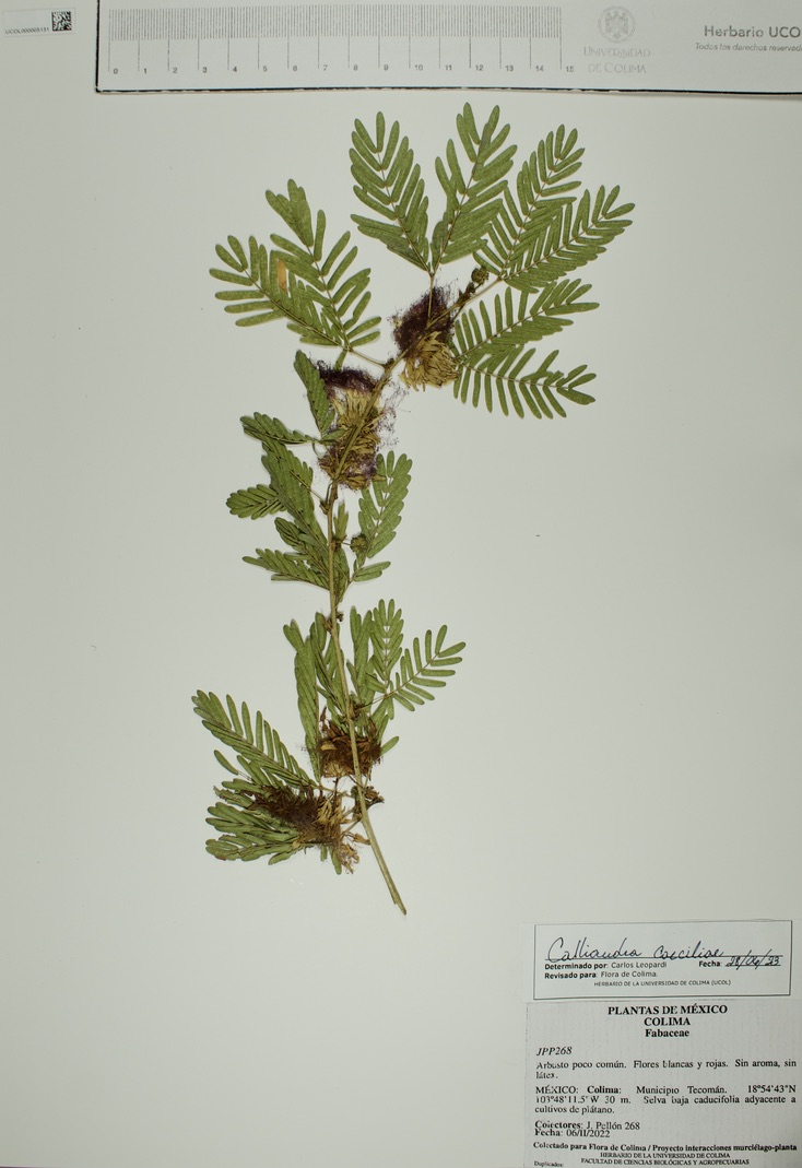 Calliandra caeciliae image