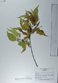 Exostema caribaeum image