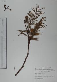 Leucaena esculenta image