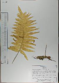 Phlebodium areolatum image