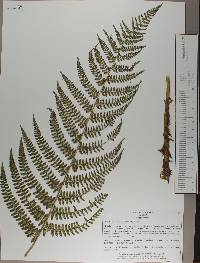 Polystichum hartwegii image