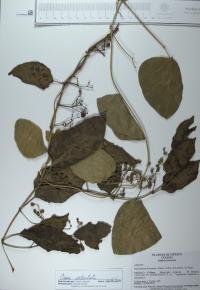 Cissus verticillata image
