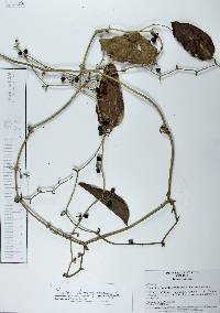 Smilax domingensis image