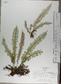 Polypodium furfuraceum image