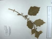 Solanum nigrum image