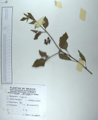 Solanum nigrum image