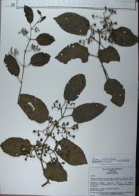 Cissus verticillata image