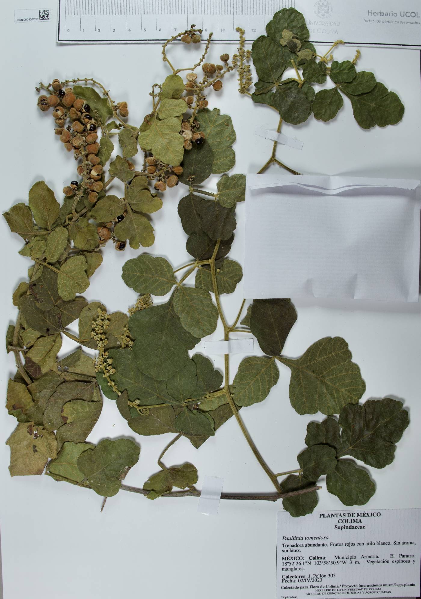 Paullinia tomentosa image