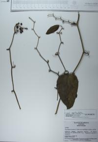 Cissus verticillata image