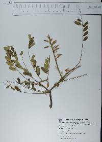 Alvaradoa amorphoides image