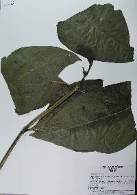 Morinda citrifolia image
