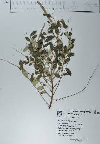 Alvaradoa amorphoides image