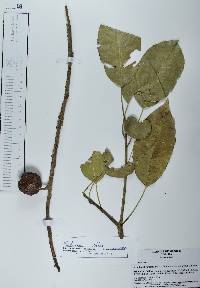 Sideroxylon capiri image