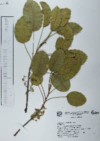 Sideroxylon capiri image