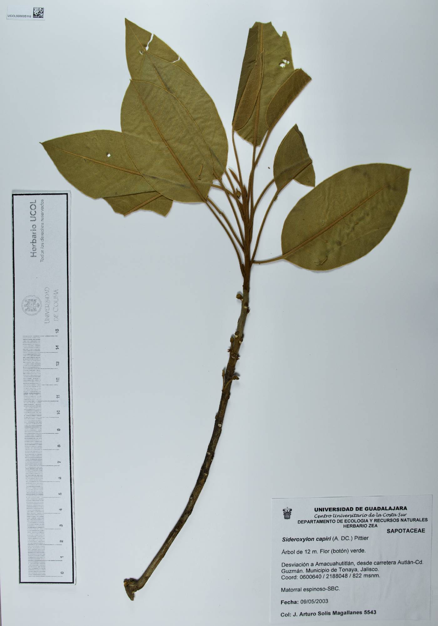 Sideroxylon capiri image
