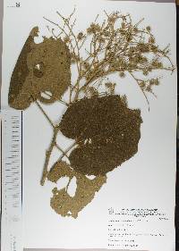 Heliocarpus terebinthinaceus image