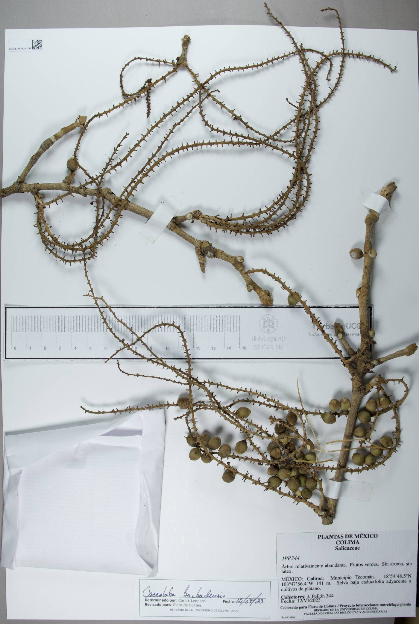 Coccoloba barbadensis image