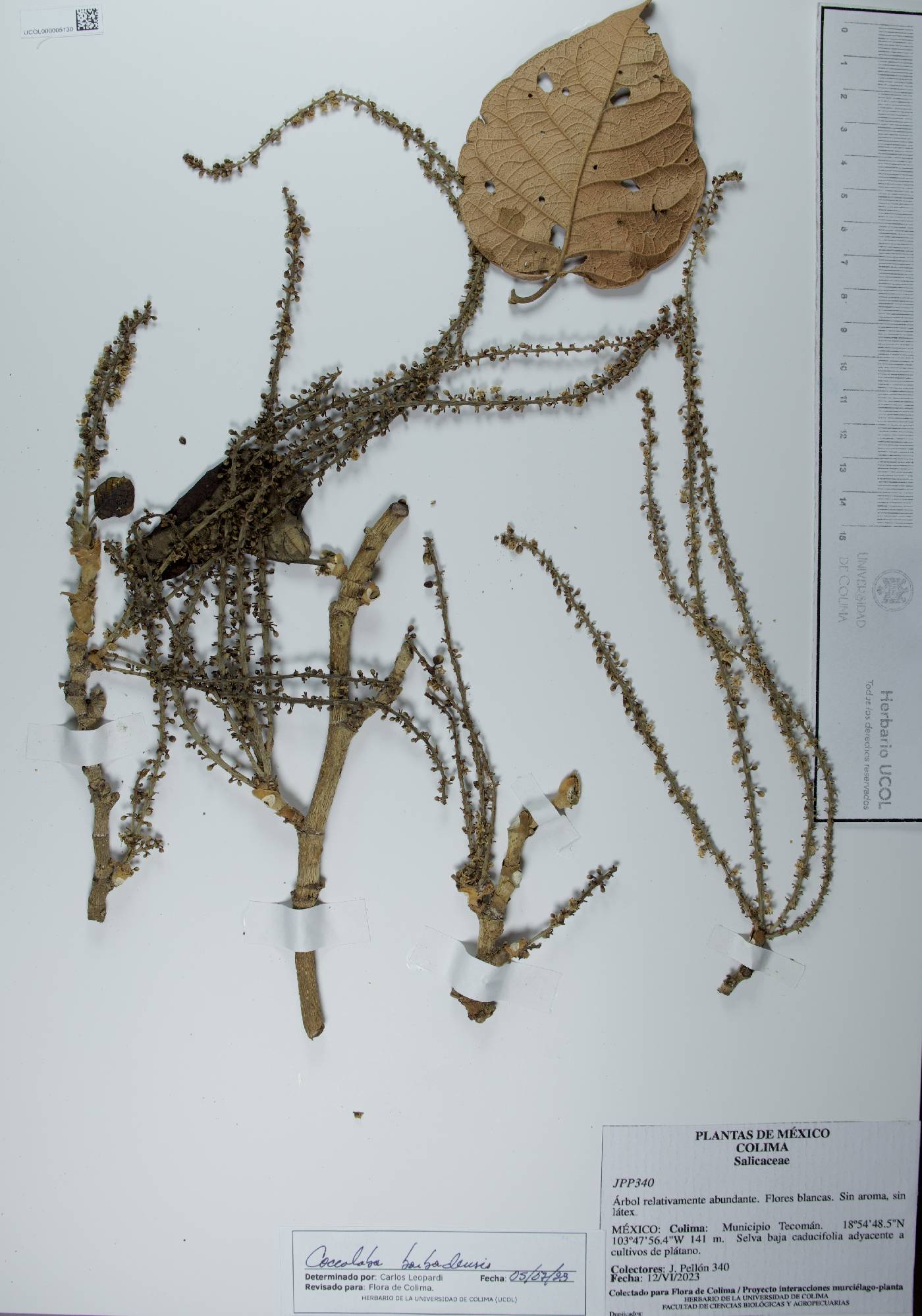 Coccoloba barbadensis image
