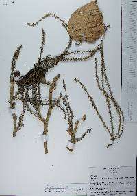 Coccoloba barbadensis image