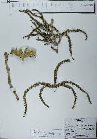 Coccoloba barbadensis image