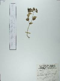 Physalis gracilis image