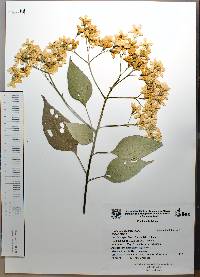 Cordia elaeagnoides image