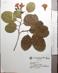 Cordia morelosana image