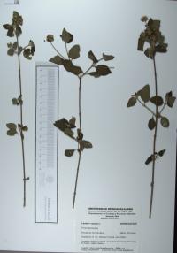 Lantana camara image